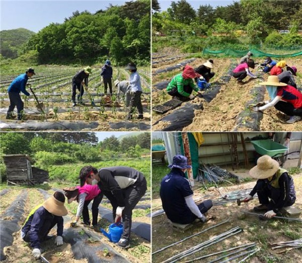 위 (왼쪽) 고추밭 고랑에 부직포 작업 중 / (오른쪽) 고추 모종 심기에 집중 또 집중/
아래 (왼쪽) 배추 심기에 몰두하고 있는 중/ (오른쪽) 고춧대를 준비하고 있습니다.
