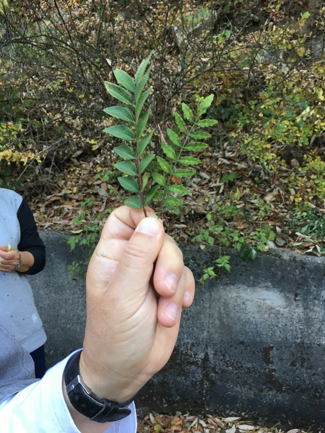 왼쪽이 산초 잎, 오른쪽이 제피 잎