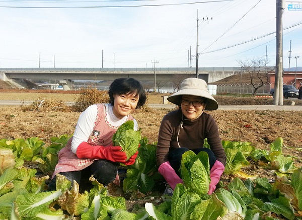 배추 여인들! 김영옥, 김은숙 배추 뽑기