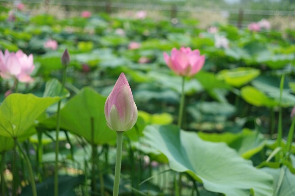  이름을 하은이로, 연꽃 '하', 온화할 '은'  