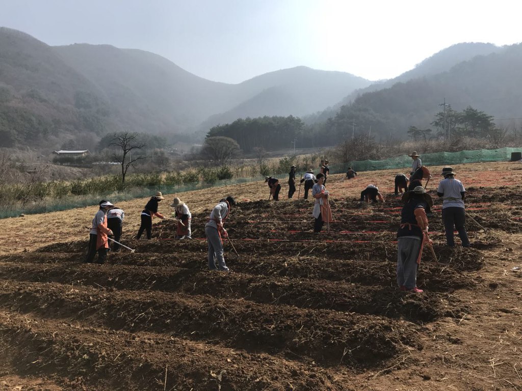 농작물이 잘 자랄 수 있게 고라니 밭에 뿌려진 똥 퇴비들