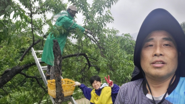 개복숭아를 따는 중(맨 오른쪽이 유명종 님)