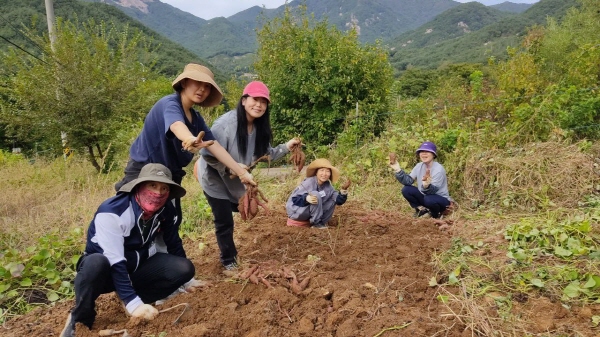 고구마를 캐며(맨 왼쪽이 유명종 님)