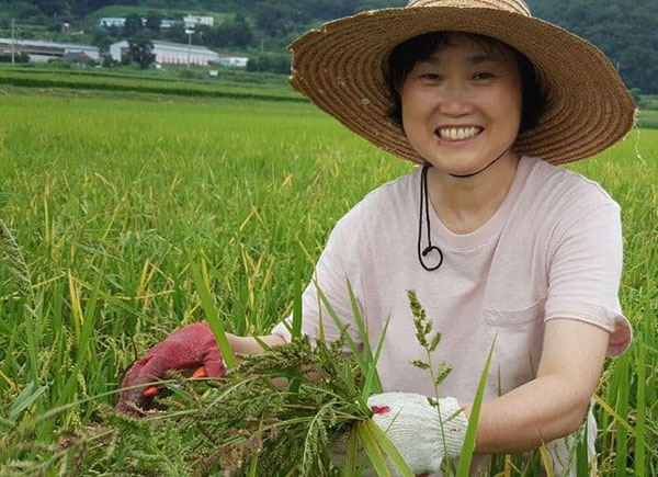 새물정진 중 두북수련원 논에 피 뽑기