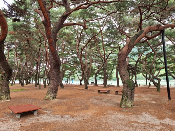 송림 숲 풍경