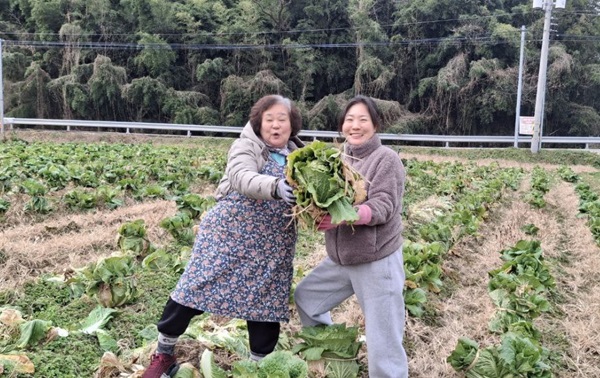 배추 수확 중에(오른쪽이 임혜진 님) 배추 수확 중에(오른쪽이 임혜진 님)
