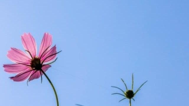 수행 점검표, 정.일.사.