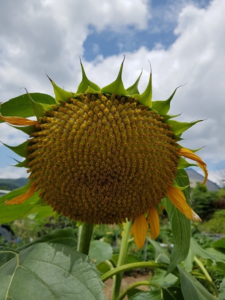 잘 익은 해바라기 되기