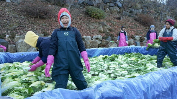 장화 옷을 입고 소금물에 들어가 배추를 절이고 있습니다. 불사를 담당하는 황은희 법우의 밝은 모습~~