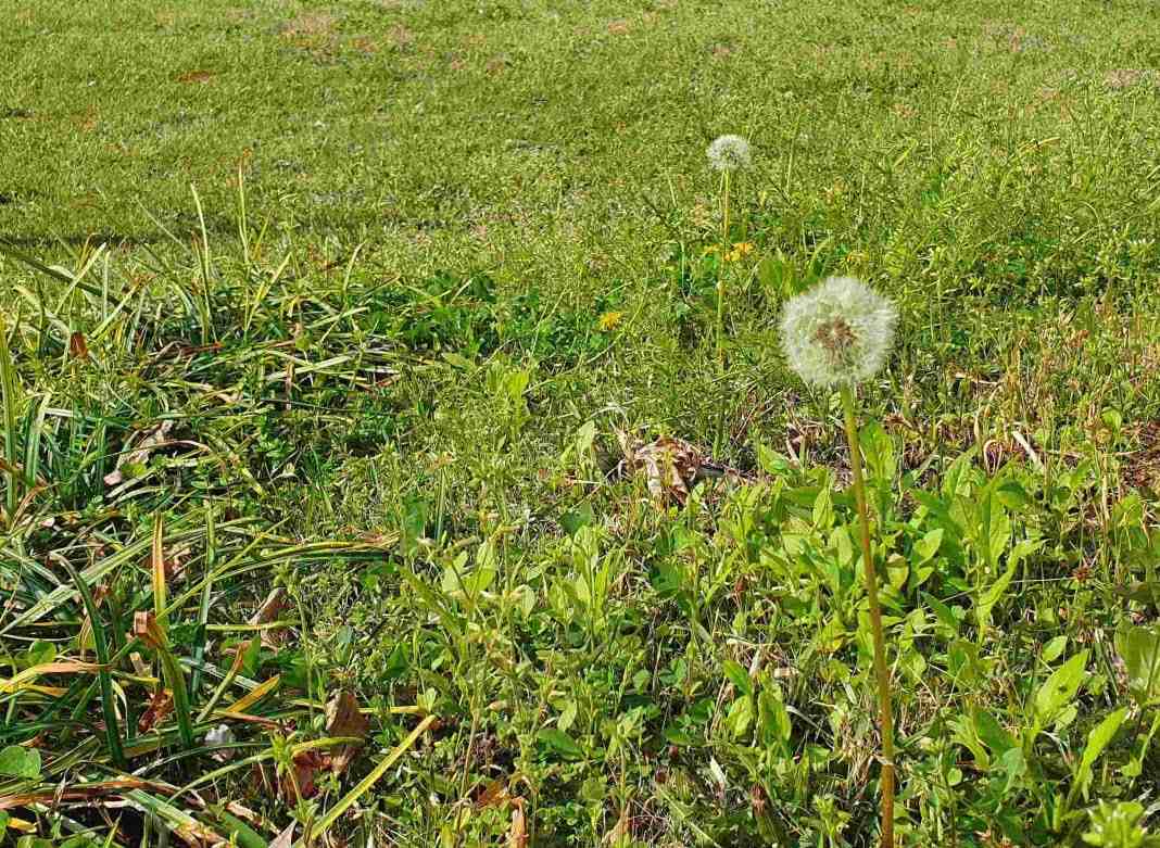민들레 홀씨처럼 민들레 홀씨처럼