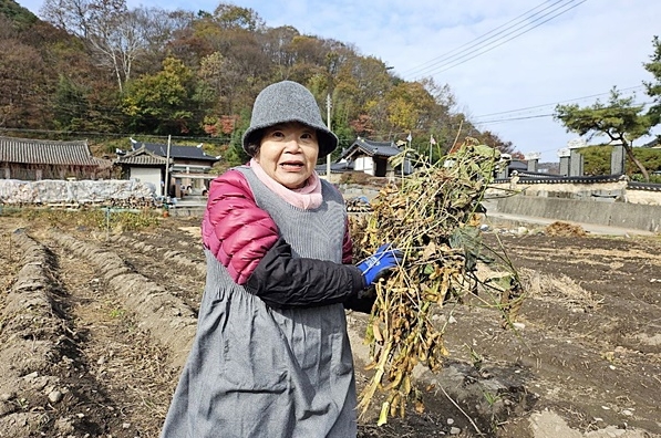 2023년 가을 죽림정사에서 콩 수확