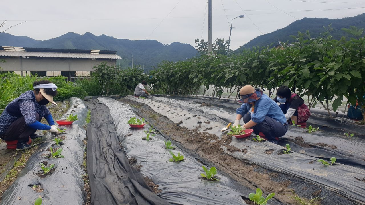 배추심기