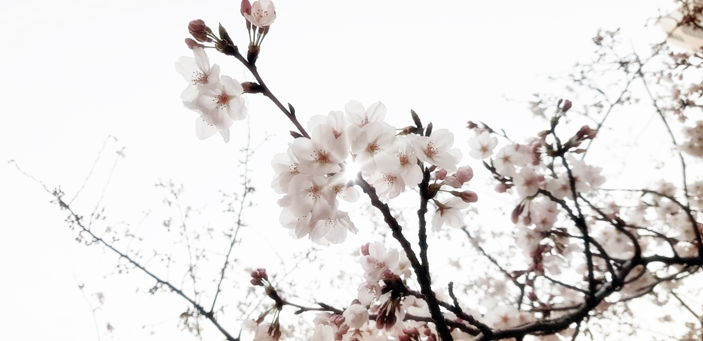싱그러운 부부도반을 닮은 벚꽃(촬영: 희망리포터)