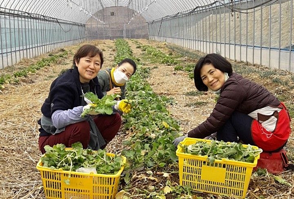 2023년 2월 두북수련원에서 채소 수확(오른쪽 첫 번째 박예숙 님)