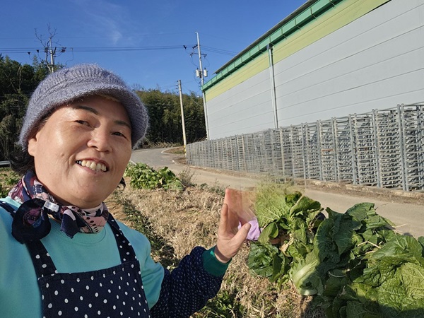 김장 배추 수확한 후(김복경 님)