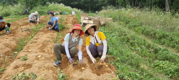 2023년 여주 실천지에서 감자 캐기(왼쪽 황이숙 님)