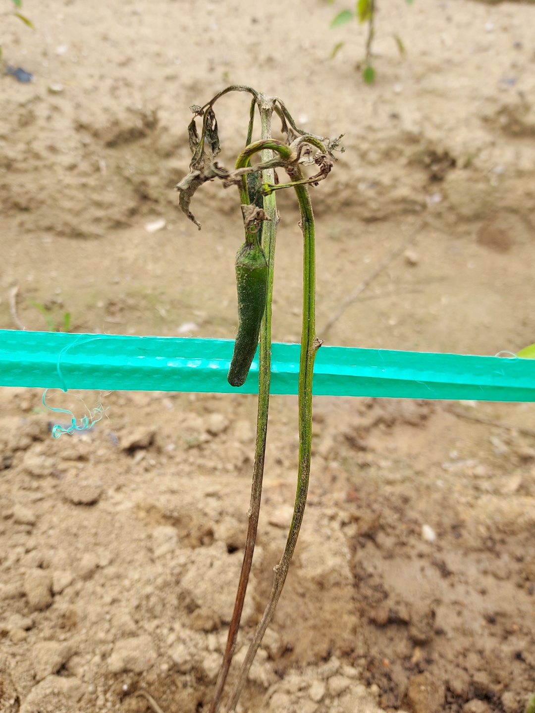 거름을 많이 줘서 말라버린 고추