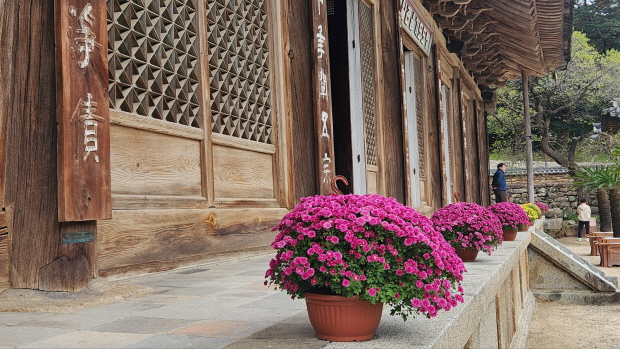 꽃으로 장엄한 사찰, 가을엔 국화 꽃으로 장엄한 사찰, 가을엔 국화